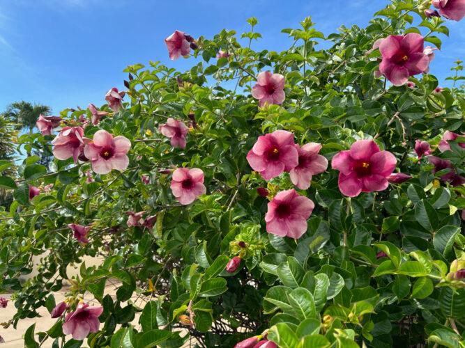 Photo of the Day: Pink Allamanda